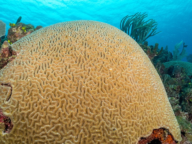 Brain Coral Prospect Reef, Grand Cayman Brain Coral Mountain