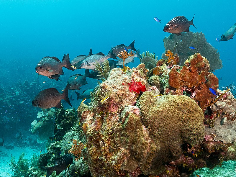 Small school of Bermuda Chubs Bermuda Chubs