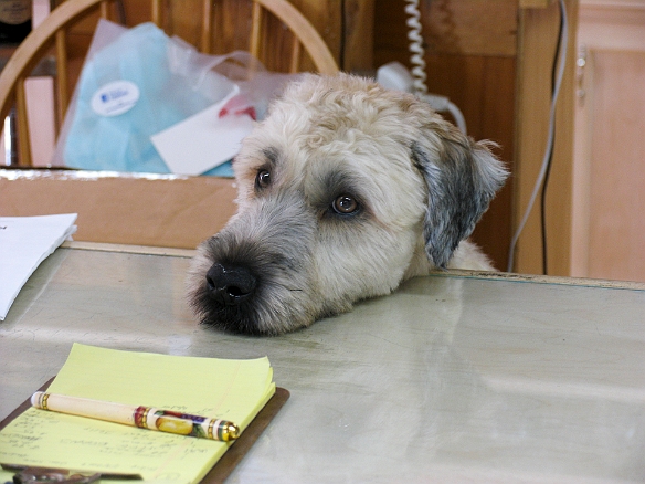 At Gibran's General Store, Josie finally found a clerk she could talk to! Jul 3, 2009 3:32 PM : Maine