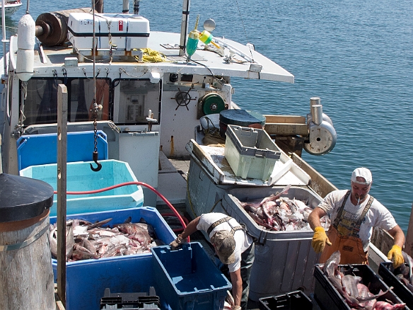 Crates of dogfish being unloaded into a refrigerated truck for transport to the wholesale auction Jul 2, 2011 2:40 PM : Maine 2011