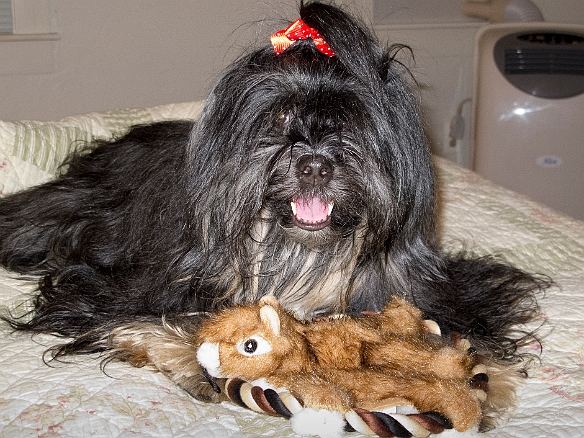 Josie simply could not get enough of the chipmunk chew toy that we got her at the pet store in Kennebunkport. Jul 2, 2011 10:22 PM : Hound's Tooth Inn, Josie, Maine 2011