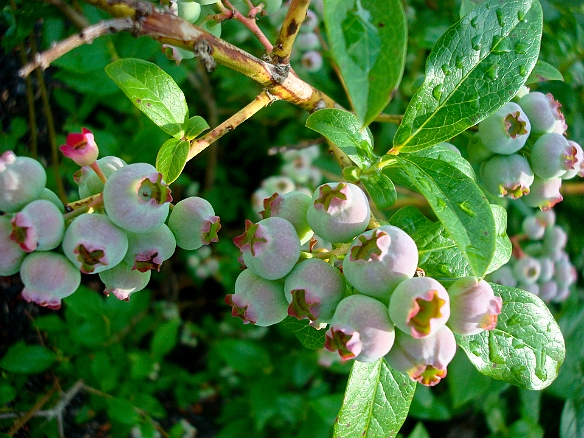 Ripening blueberries in the inn's gardens Jul 4, 2011 8:51 AM : Hound's Tooth Inn, Maine 2011