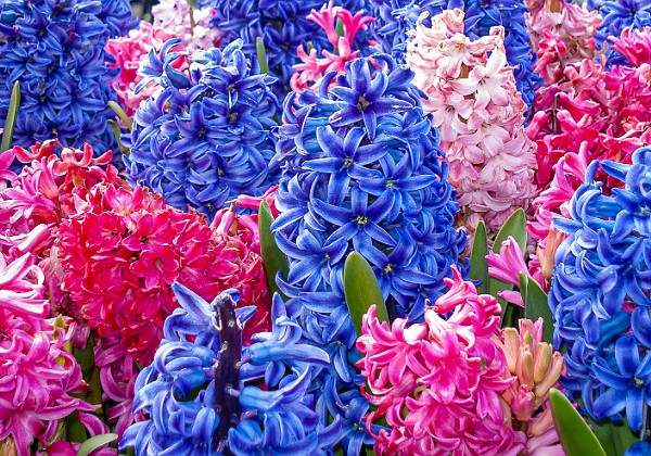 Keukenhof Gardens, April 2008