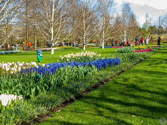 Keukenhof-005 Each bed is marked by the name of the grower of those particular hybrids.