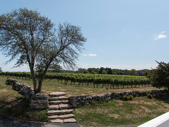 The vineyards at Jonathon Edwards Sep 4, 2016 12:00 PM