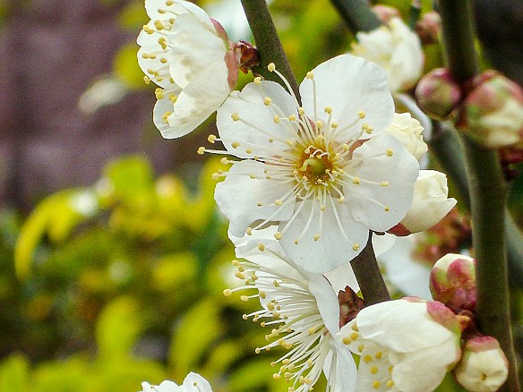 MyraReivanHawaii2010-025 Wahiawa is one of the best places in the US for seeing cherry blossoms or sakura. They were originally brought from Okinawa and Iliahi Park is one of the best...