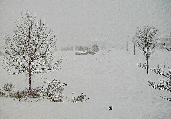 New Year 2001