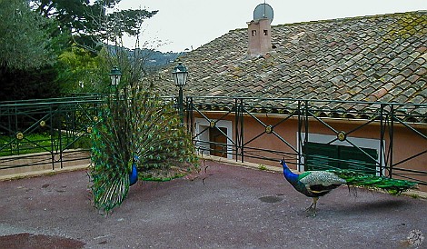 StTropez-005 Peacocks on the roofs of St. Tropez