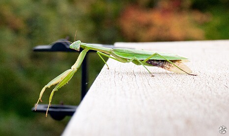 Praying Mantis-2 Giant praying mantis on our back deck during the Fall 2008