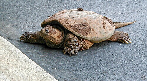 SnappingTurtle-002 In June I had the garage door open as I was doing yard work in the back. I come back to get some tools to find this beast of a snapping turtle that was crawling...