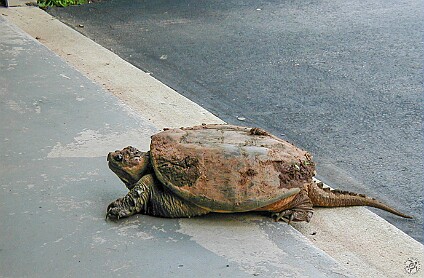 SnappingTurtle-004 OMG, what to do, it started crawling into the garage! This guy was not to be messed with.