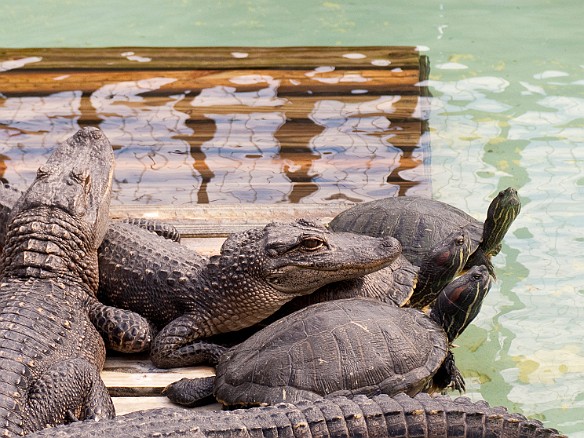 Nov 18, 2009 11:56 AM : Florida, Gatorland, Orlando 2009