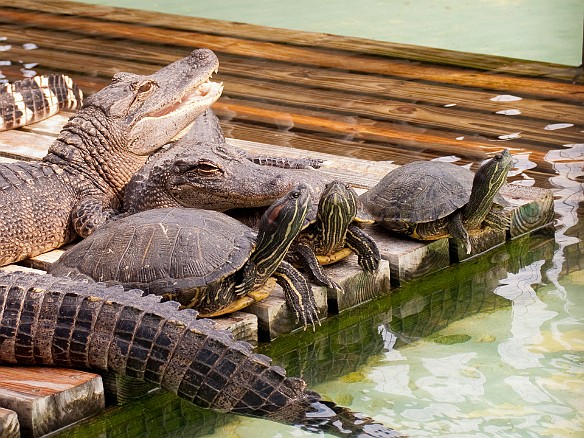 Nov 18, 2009 11:58 AM : Florida, Gatorland, Orlando 2009