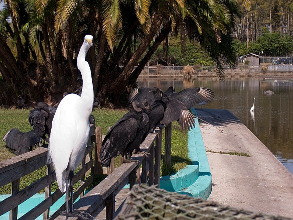 Nov 18, 2009 12:18 PM : Florida, Gatorland, Orlando 2009