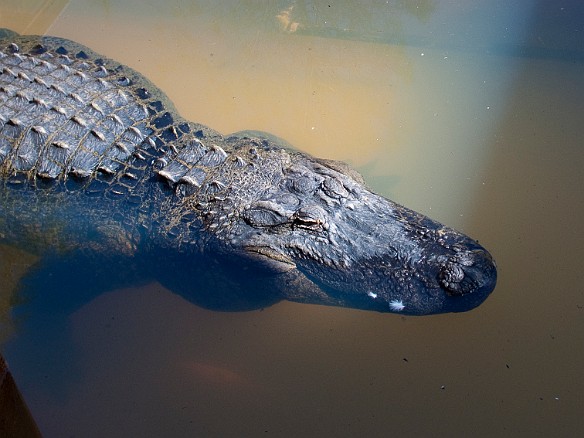 Nov 18, 2009 12:23 PM : Florida, Gatorland, Orlando 2009