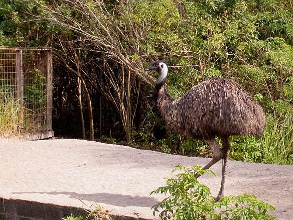 Nov 18, 2009 12:30 PM : Florida, Gatorland, Orlando 2009