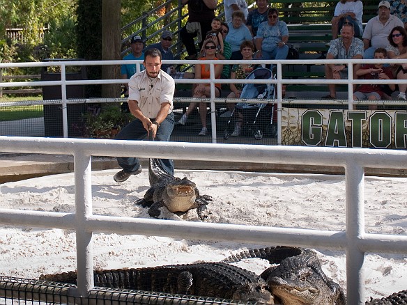 Nov 18, 2009 12:35 PM : Florida, Gatorland, Orlando 2009