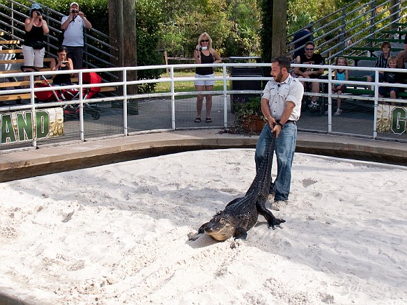 Nov 18, 2009 12:35 PM : Florida, Gatorland, Orlando 2009