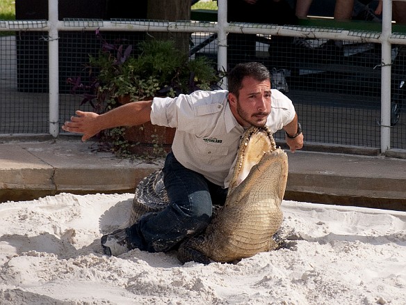 Nov 18, 2009 12:41 PM : Florida, Gatorland, Orlando 2009