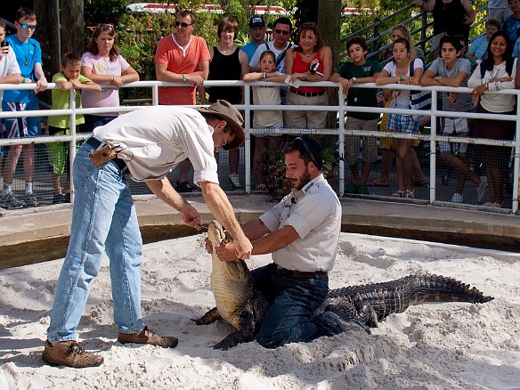 Nov 18, 2009 12:47 PM : Florida, Gatorland, Orlando 2009