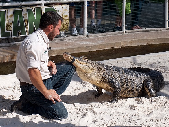 Nov 18, 2009 12:48 PM : Florida, Gatorland, Orlando 2009