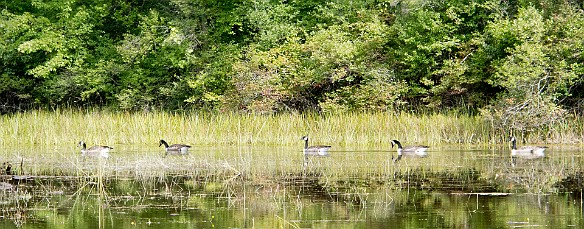 Well, except for lots of ducks.... Sep 17, 2011 11:44 AM : Pleasant Lake