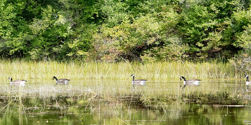 PleasantLake-019 Well, except for lots of ducks....