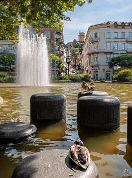 BadenBaden2025-003 Tufted Mallards with their iridescent purple head feathers enjoying one of the many fountains