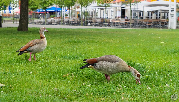 Cologne2025-026 Our first, but not to be our last, fascinating encounter with Egyptian Geese