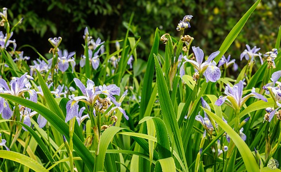 Edinburgh2024-011 Beds of Irises
