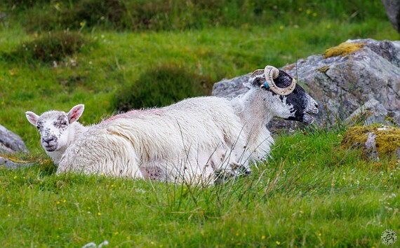IsleOfLewisHarris2024-044 Father and son, Harris Tweed has to come from somewhere 🐏🐑