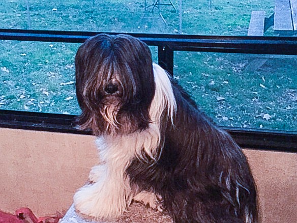 BearDE-201504-002 Sophie getting the panoramic view from inside Caryl Crouse's RV at the Bear, DE dog show in April