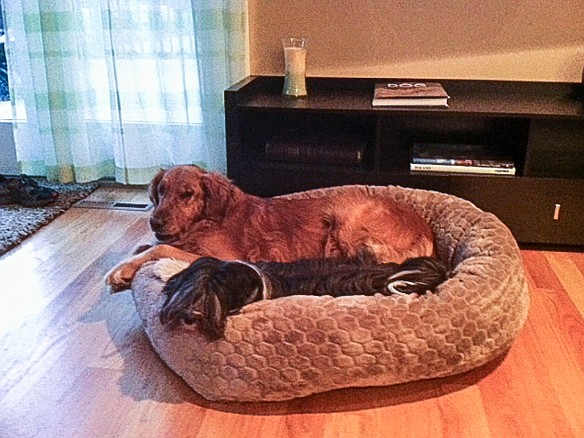 SophieMolly-201501-004 Sophie and Molly sharing the bed... at least for a minute or two