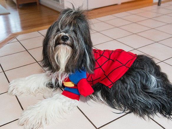 SophieHalloween2016-002 Sophie dresses as Spidey for Halloween