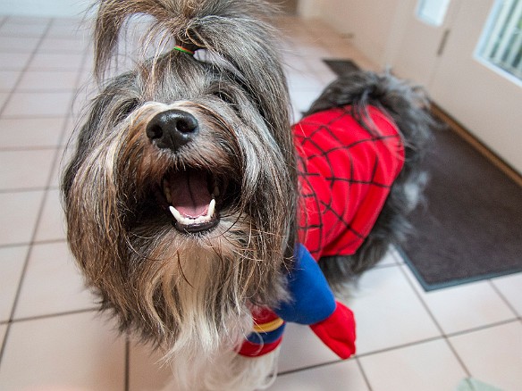 SophieHalloween2016-003 Sophie says