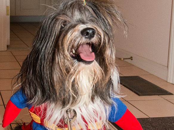 SophieHalloween2016-004 Primed and ready to greet the neighborhood trick-or-treaters