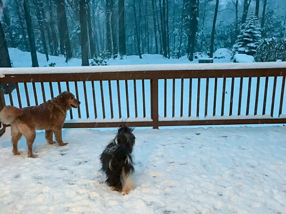 Sophie Dec2017-004 Molly and Sophie survey the first snow of the season