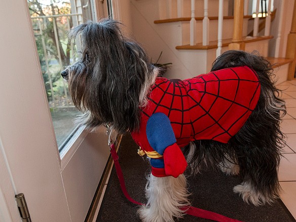 Sophie Halloween 2017-004 Waiting eagerly by the door for the first trick or treaters to arrive