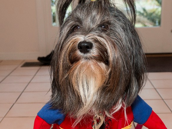 Sophie Halloween 2017-007 My spidey sense tells me the kids are coming over just to play with me!