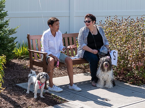 Bridges Dog Show 2019-006 Waiting their turn