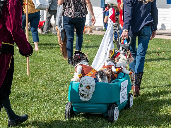 DogsOnTheDock2019-006 These three Yorkies dressed up as pirates were stiff competition