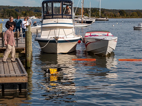 DogsOnTheDock2019-011 The finale of Dogs On The Dock was a contest for water dogs to fetch a toy thrown by their handler into the water from the town dock. The dog had to leap into...