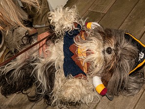 Dogs On The Dock 2021