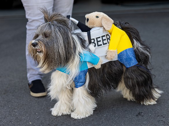 DogsOnTheDock2022-005 Sophie sporting her keg-o-beer costume