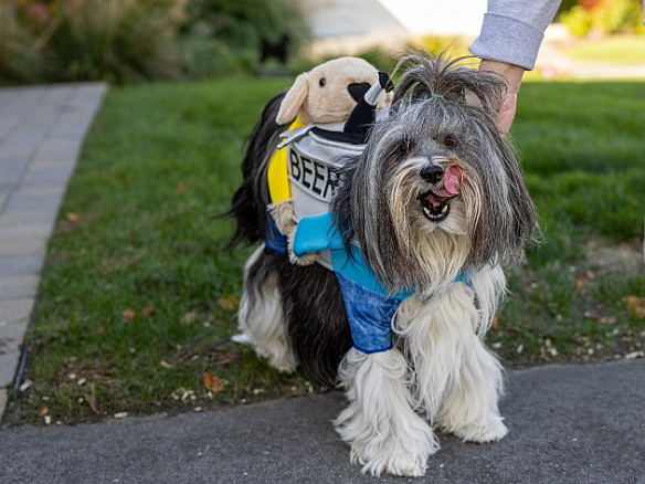 DogsOnTheDock2022-003 Sophie sporting her keg-o-beer costume