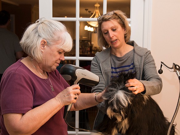 SophieHartfordShow201402-006 Caryl Crouse setup at the Hartford Civic Center earlier in the day, then drove down to meet us for grooming and a little training. Caryl and MaryBeth blow out...