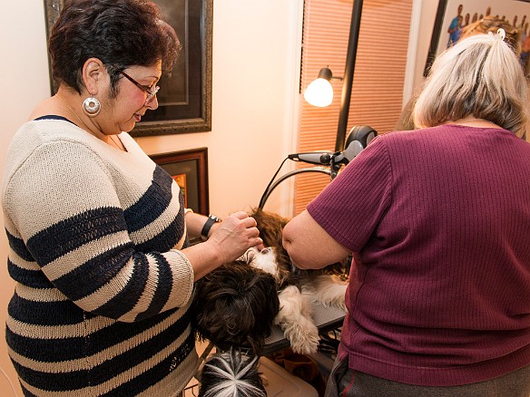 SophieHartfordShow201402-008 Next up is Sophie on the grooming table, getting some words of encouragement from her half-sister Elizabeth.