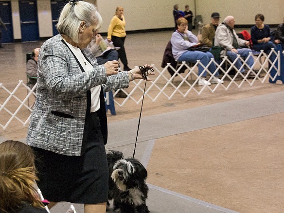 SophieHartfordShow201402-013 Saturday ring times were delayed 3-1/2 hours due to the judge's plane not making it in time. Dogs (males) compete before bitches (females), so once things got...