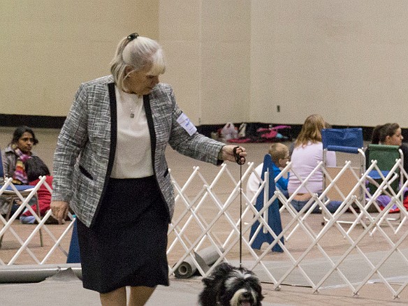 SophieHartfordShow201402-016 On his first time out, Bentley won best puppy dog and then Winner's Dog to get his first point towards championship!