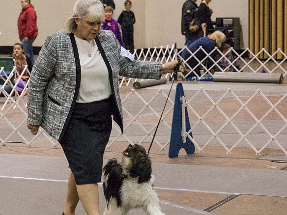 SophieHartfordShow201402-023 Sophie does her down-and-back, to win the puppy bitch class.